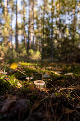 mushroom growing in a dashing forest in the shade of trees closeup