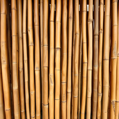 Fototapeta premium a dense wall of golden bamboo stalks with natural light filtering