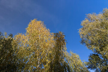 forest with different deciduous trees against the blue sky in autumn, treetops during leaf fall