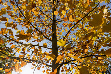orange foliage of a tulip tree in Indian summer in the park, sunny weather, close up