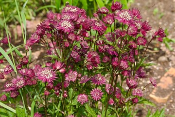 Vibrant pink astrantia flowers blooming in a summer garden surrounded by lush green foliage. Bright perennial plants add color and texture to the natural landscape, attracting bees and wildlife.
