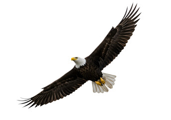 Fototapeta premium Majestic Bald Eagle in Flight on white background