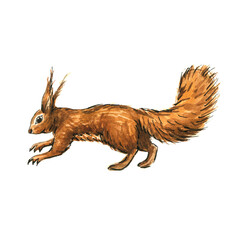 Cute jumping red squirrel, cartoon forest animal illustration