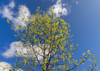 a tulip tree against the blue sky, new foliage on trees in the spring season, sunny weather in the forest with new foliage on deciduous trees