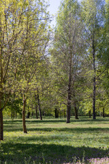 Naklejka premium deciduous trees in the spring season in the park, a large number of different types of trees with green foliage in early spring