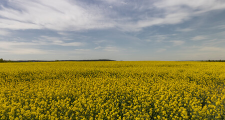 yellow rapeseed flowers in the spring season, a beautiful field with rapeseed flowers for the production of oil and other food products