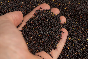 a large number of black rapeseed seeds are used to produce rapeseed oil, black rapeseed is used to...