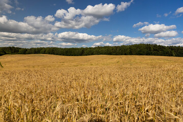 golden rye during the ripening cereals, an agricultural field of golden light in the sunlight in the summer