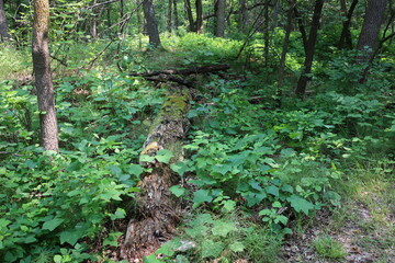 Fototapeta premium decaying, rotting fallen tree trunk in scattered summer sunshine fading into dense green boreal forest undergrowth