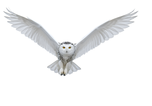 Effortless Owl Graphic: Perfect for Design Projects on white background