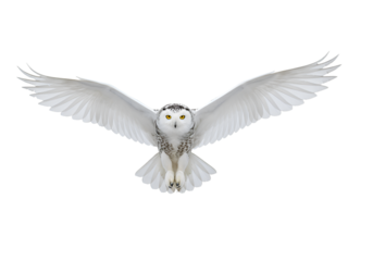 Snowy Owl in Flight: A Stunning, Versatile Design Element on white background