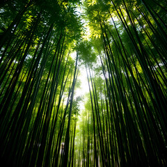 Fototapeta premium looking up through a dense bamboo forest with sunlight filtering through the vibrant green leaves