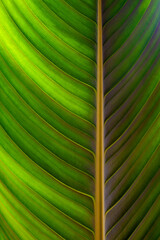 Macro photograph of the large leaf of a wild banana or giant white bird of paradise (Strelitzia nicolai), backlit by the sun. Colorful organic background with fine intense green leaf structures 
