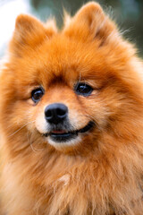 Cute close up portrait of a Pomeranian Spitz (Pommy or Pome) a breed of dog of the Spitz type with creamy fox like brownish colored fluffy hair. Classed as a toy dog breed because of its small size. 
