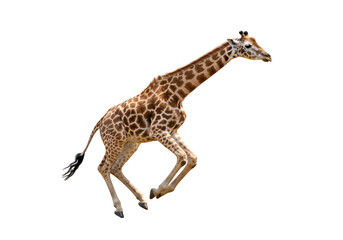 Obraz premium Baby Giraffe: A Close-Up Photo of a Young Giraffe on white background