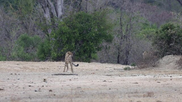 Two playful sub-adult cheetahs