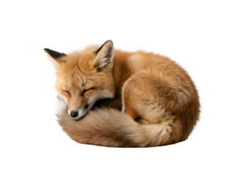 Sleeping Fox Kit: Wildlife Photography, Red Fox Cub on white background