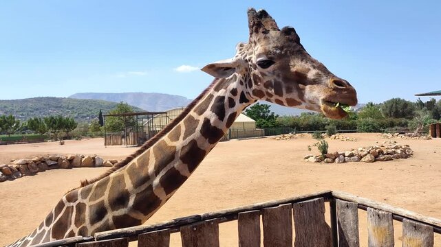 View of a majestic giraffe (Giraffa reticulata) enjoying fresh lettuce at the Attica Zoological Park in Athens, Greece. The reticulated giraffe is a species of giraffe native to the Horn of Africa. 