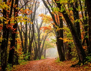Autumnal forest path in misty light