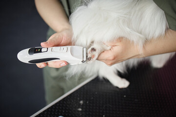 Woman grooming small dog using electric pet clipper, holding animals paw while carefully trimming...
