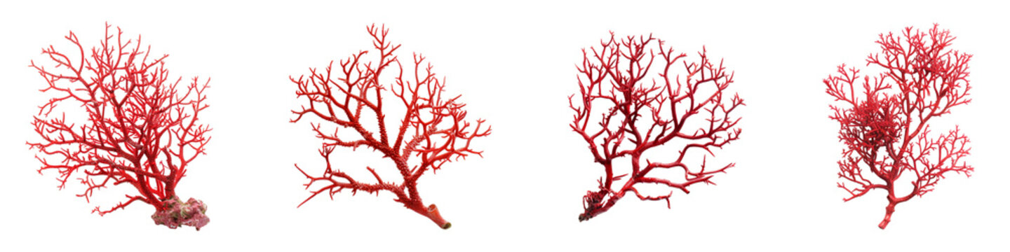 Various shapes of vibrant red coral branches a transparent background Generative AI