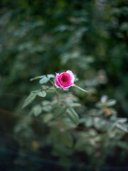 Vibrant Pink Rose Bud in Lush Green Garden