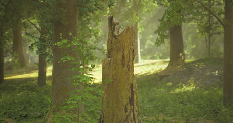 A tall tree stump stands prominently in a lush forest clearing. Sunlight filters through the leaves, creating a serene and tranquil atmosphere in the early morning.