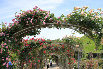 全盛期のバラ園