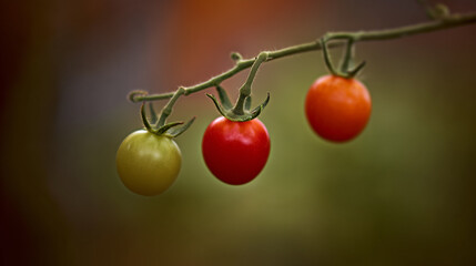 cherry tomatoes on a vine