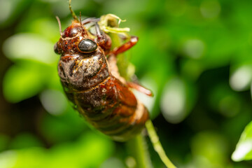 a cicada shell on a tree