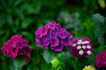 reddish purple hydrangea_2