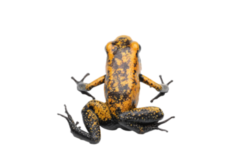 Back view a Juvenile Phyllobates terribilis "Orange Blackfoot" on isolated background, Golden poison dart frog "Phyllobates terribilis" closeup on white background