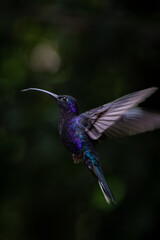 Violet Sabrewing Hummingbird in Costa Rica Tropical Forest