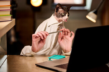 Canadian Sphynx cat at laptop desk with pencil in hand looking thoughtful