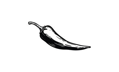 Vintage black and white illustration of a chili pepper. Vector retro hand drawn illustration
