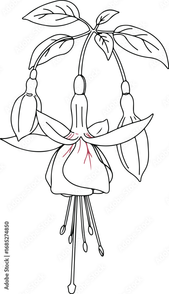 Poster ~temp_image_fuchsia_flower_line__seed186990_1756353066313_2
