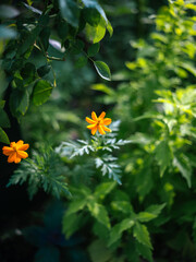 Bright Orange Cosmos Flowers Blooming in Summer Garden