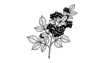 Detailed black and white illustration of elderberry plant with leaves and berries. Vector retro hand drawn illustration