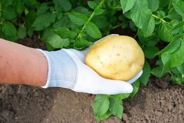 Hand holding a freshly harvested potato in a garden setting
