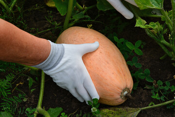 Harvesting a Butternut Squash in a Garden