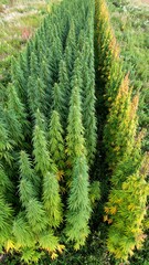 Hemp field rows in different stages of growth