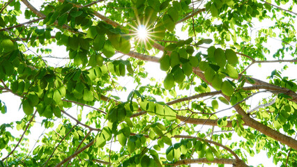 Morning sunlight shines through the Pink shower, Wishing tree with only bright green leaves.