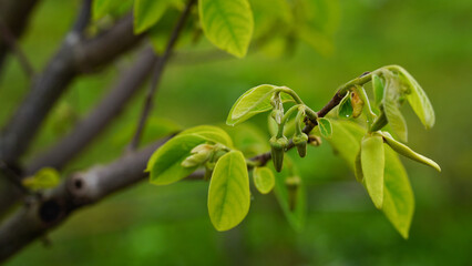 Close-up of young custard apple leaves after pruning.