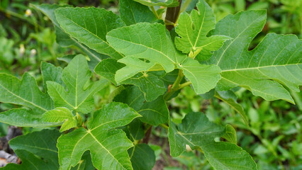 Close-up of a fig leaf