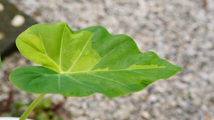 colocasia gigantea hook .f variegated