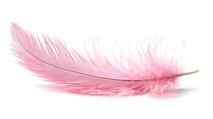Single Delicate Pink Feather Lying on White Background, Soft and Fluffy Texture