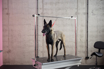 Belgian Malinois dog standing on grooming table with red leash attached to metal frame, tongue out,...
