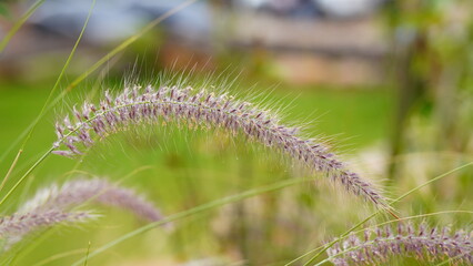 Close up of grass flower in the field with soft focus background