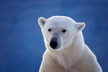 Adult female polar bear portrait, ursus maritimus, against bokeh blue ice background, with space for text. Vikinge Bay, Scoresby Sund, Greenland.