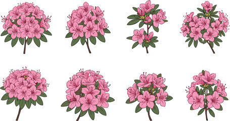 Pink azalea flowers botanical illustration, detailed floral cluster drawing, blooming garden plant artwork, spring blossom vector, decorative nature design for botanical, gardening, flora